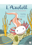 L'axolotl, les secrets d'une metamorphose