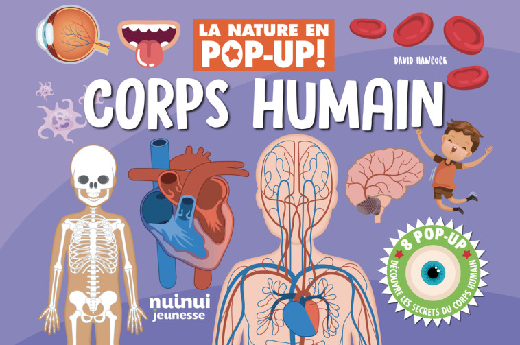 La nature en pop-up - Corps humain - David Hawcock - NUINUI JEUNESSE
